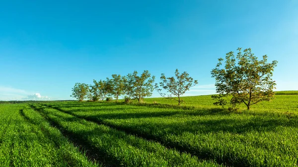 Zelené Pole Pod Modrou Oblohou Mraky — Stock fotografie