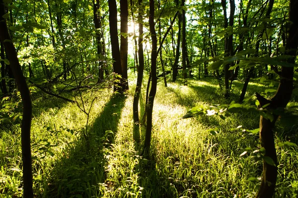 Orman Ağaçları Doğa Yeşil Ahşap Güneş Işığı Arka Planı — Stok fotoğraf