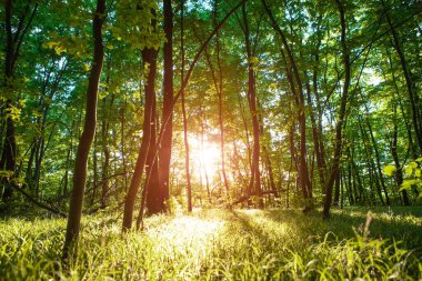 Orman ağaçları. doğa yeşil ahşap güneş ışığı arka planı.