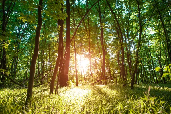 Copaci Pădure Natura Verde Lemn Lumina Soarelui Fundaluri — Fotografie, imagine de stoc