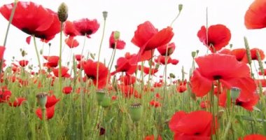 Kırmızı gelinciklerle günbatımı