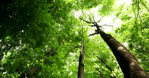 Belle forêt d'été avec différents arbres — Video