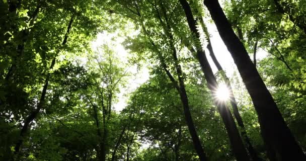 Belle forêt d'été avec différents arbres — Video