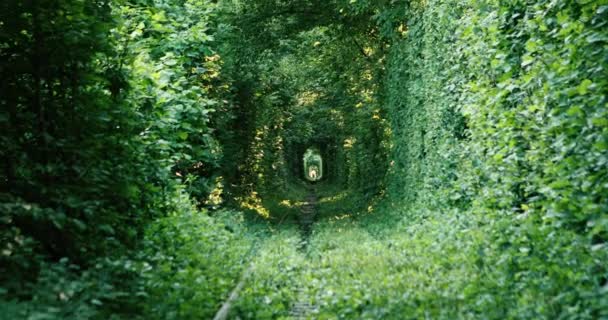 Залізниця в весняному лісовому тунелі кохання — стокове відео
