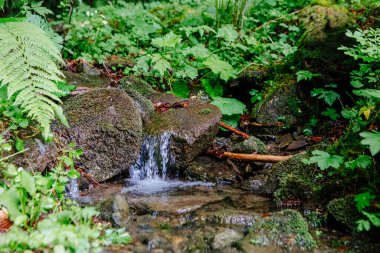 Arkasında ağaçlar olan güzel bir şelale.