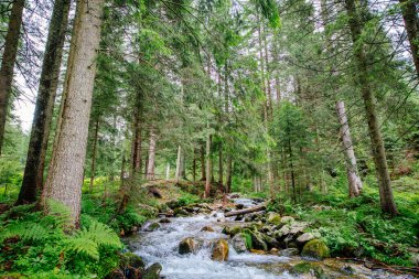 Arkasında ağaçlar olan güzel bir şelale.