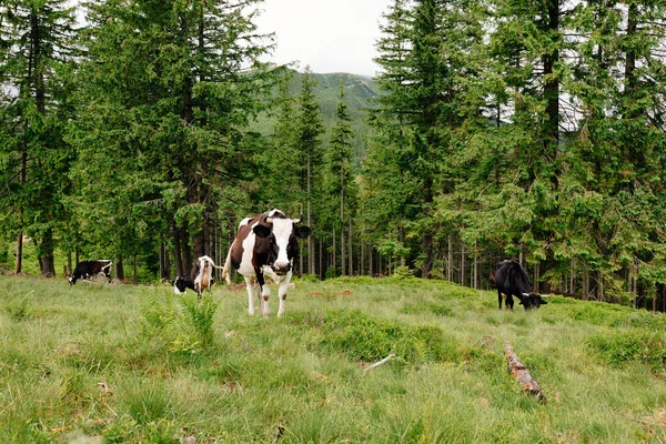 Herd Cows Grazing Mountains — Stock Photo, Image