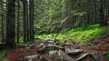 Orman ağaçları. doğa yeşil ahşap güneş ışığı arka planı