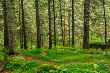 Orman ağaçları. doğa yeşil ahşap güneş ışığı arka planı