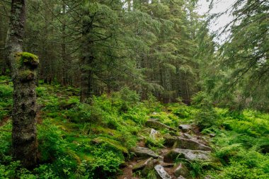 Orman ağaçları. doğa yeşil ahşap güneş ışığı arka planı