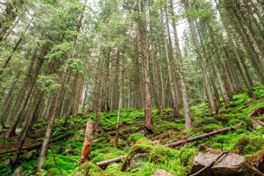 Orman ağaçları. doğa yeşil ahşap güneş ışığı arka planı
