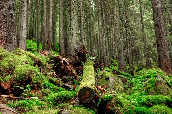 Lesní Stromy Příroda Zelené Dřevo Sluneční Světlo Pozadí — Stock fotografie