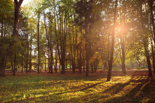 Bellissimo Parco Autunnale Foresta Autunno — Foto Stock