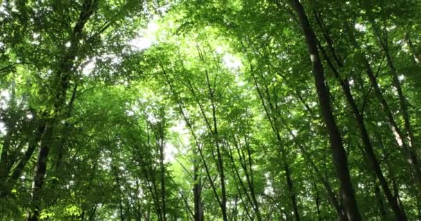 Krásný letní les s různými stromy — Stock video