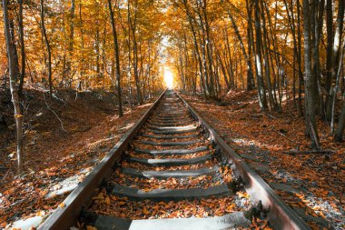 Sonbaharda aşk tüneli. Bahar ormanında bir demiryolu.