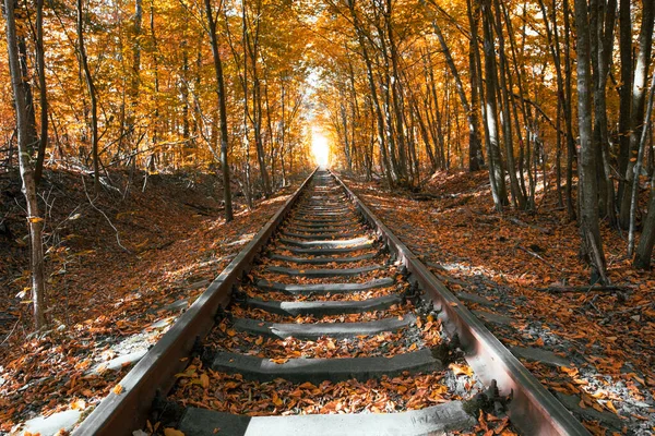 Tunnel Dell Amore Autunno Una Ferrovia Nella Foresta Primaverile — Foto Stock