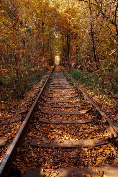 Milostný Tunel Podzim Železnice Jarním Lese — Stock fotografie