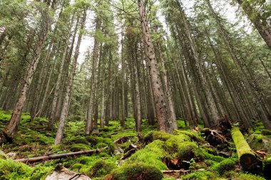 Orman ağaçları. doğa yeşil ahşap güneş ışığı arka planı