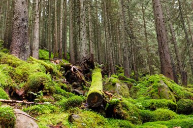 Orman ağaçları. doğa yeşil ahşap güneş ışığı arka planı