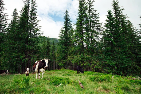 Herd Cows Grazing Mountains — Stock Photo, Image