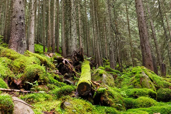 Orman ağaçları. doğa yeşil ahşap güneş ışığı arka planı