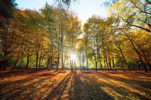 Schöner Herbstpark Wald Herbst — Stockfoto