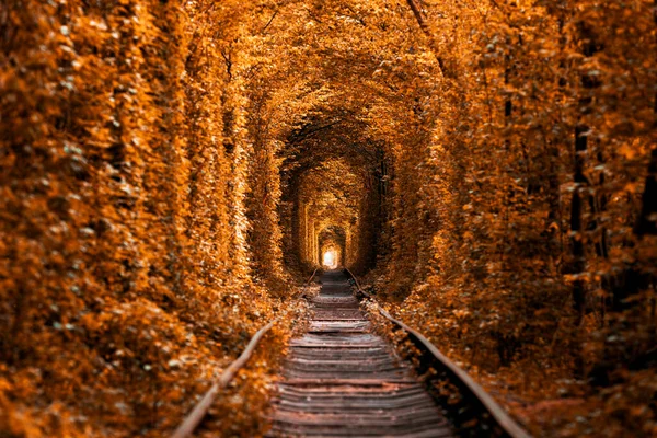 Túnel Amor Outono Uma Ferrovia Floresta Outono Túnel Amor Árvores — Fotografia de Stock