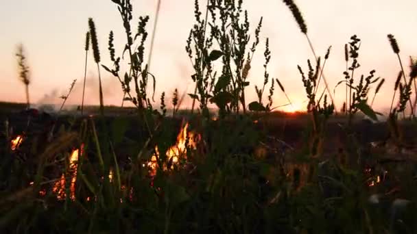 Arbustos secos ardiendo — Vídeo de stock