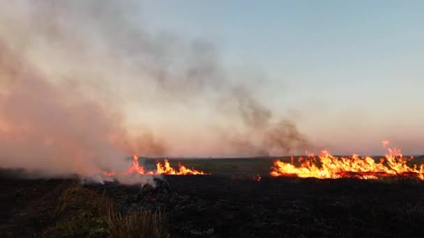 Avonds Droge Struiken Verbranden Brand Het Bos Ontbossing Klimaatopwarming — Stockvideo