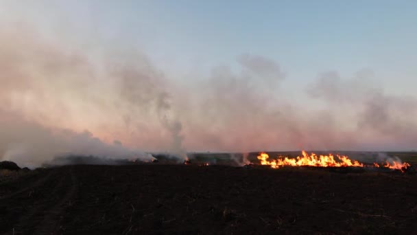 Dry bushes burning — Stock Video