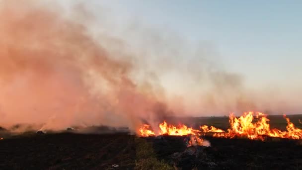 Arbustos secos ardiendo — Vídeos de Stock