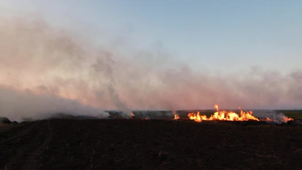 Arbustos secos ardiendo — Vídeo de stock