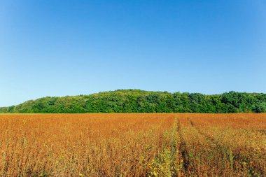 Sarı Alan ve Güzel Gün Batımı