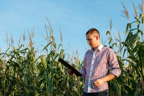 Jonge Agronomist Houdt Een Papieren Kaart Zijn Handen Analyseert Maïs — Stockfoto