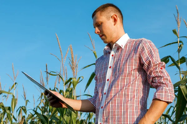 Jonge Agronomist Houdt Een Papieren Kaart Zijn Handen Analyseert Maïs — Stockfoto