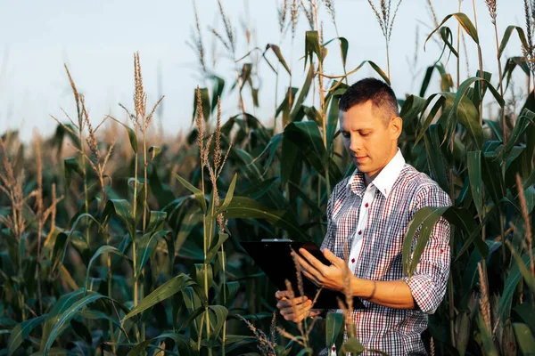 Jonge Agronomist Houdt Een Papieren Kaart Zijn Handen Analyseert Maïs — Stockfoto