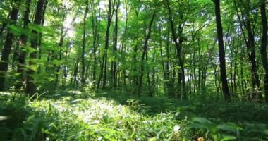 4 bin. Güzel yeşil orman