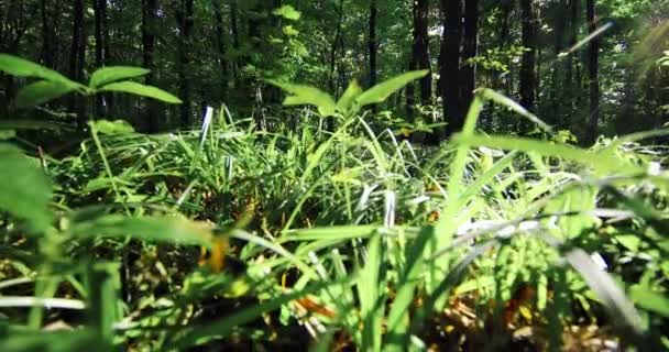 4K. vakker grønn skog – stockvideo