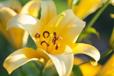 Sarı Lilyum