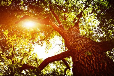 Orman ağaçları arka plan