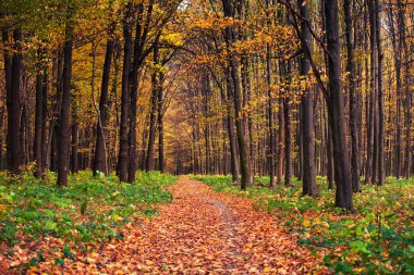 sonbahar orman arka plan