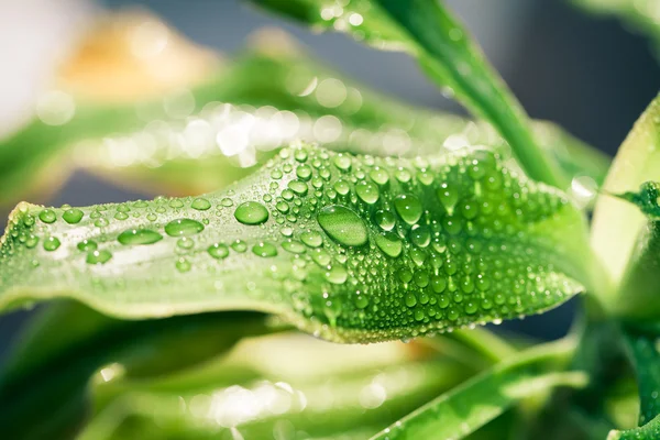 Morning nature background — Stock Photo, Image