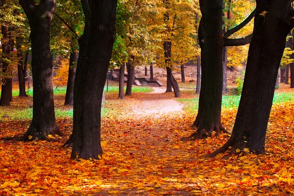 Herfst in het park — Stockfoto