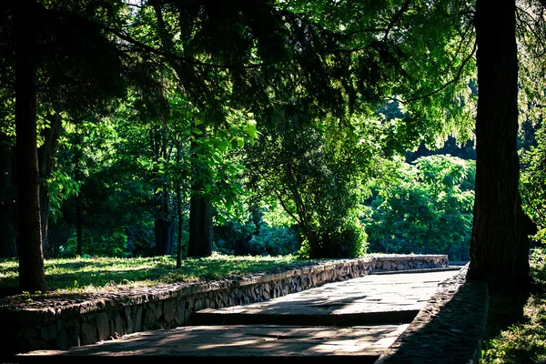 Avenue i park — Stockfoto