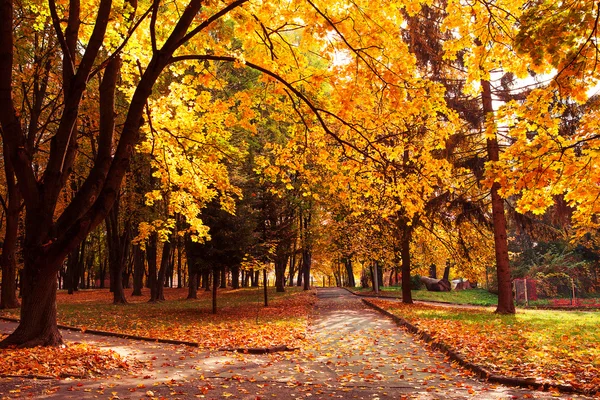 Autumn in park — Stock Photo, Image