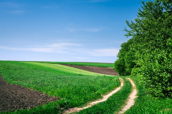 Campo verde e céu — Fotografia de Stock