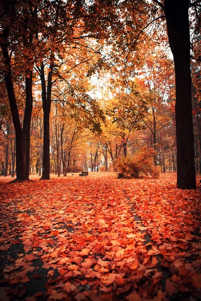 Autumn in park — Stock Photo, Image