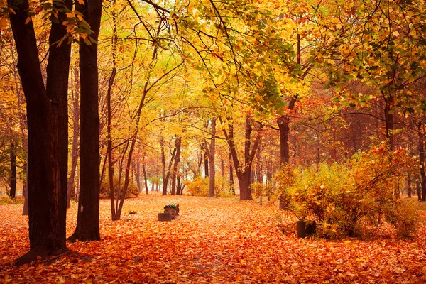 Autumn in park — Stock Photo, Image