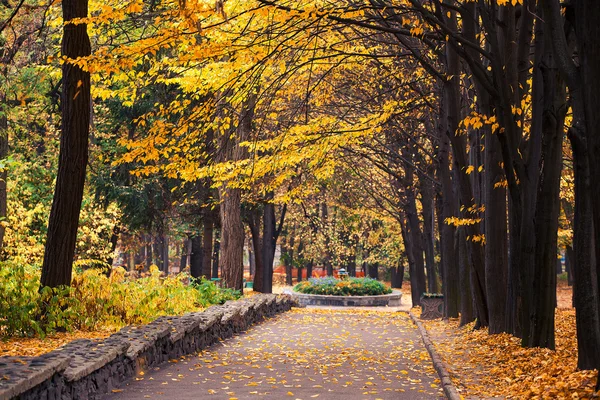 Autunno nel parco — Foto Stock