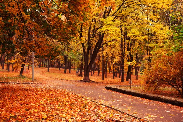 Autumn in park — Stock Photo, Image